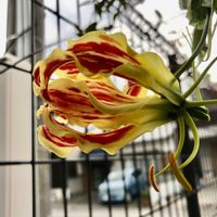 グロリオサ,コギク（小菊）,今日の庭,おうち園芸の画像