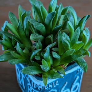 ハオルチア,リビングの画像