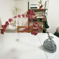 シンフォリカルポスの画像