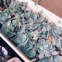 子持ち蓮華の画像