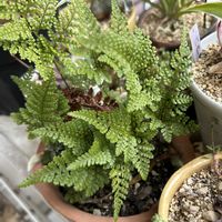 秋麗,トキワシノブ,不死鳥,名無しセンペル,トレニアカタリーナの画像