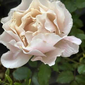 バラ ラ・マリエ,河本ローズ,バラを楽しむ,バラが好き,ベランダでバラの画像