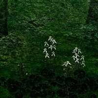 トルコキキョウ,サンデリアーナ,ピンポンマム,サンゴミズキ,イブキの画像