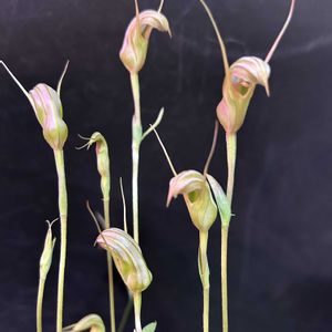 多肉植物,観葉植物,地生蘭,珍奇植物,ビザールプランツの画像