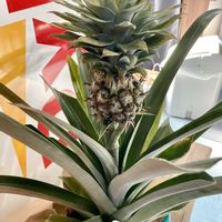 パイナップルの画像