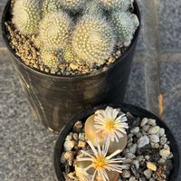 サボテン,コノフィツム,ディル,雪晃(せっこう),多肉植物の画像