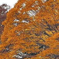 ケヤキ,イチョウ,イロハモミジ,フェニックス,いろは紅葉の画像