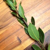 ケイトウ,ユーカリ,ローリエ,ローリエ,ラクウショウの画像