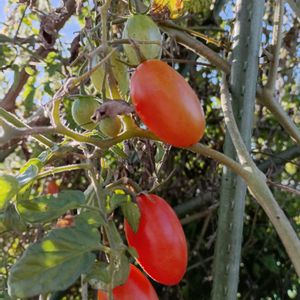 ミニトマト（アイコ）,家庭菜園の画像