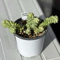 新玉つづり（ビアホップ）,多肉植物,ベランダの画像