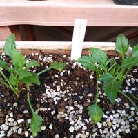 ミヤコワスレの画像