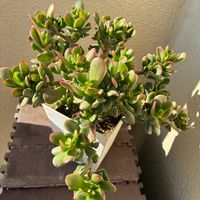 ゴーラム（宇宙の木）,多肉植物,ベランダの画像