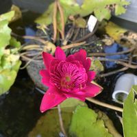 アスパラガス,原木しいたけ,原木しいたけ,行者ニンニク,なめこ 原木の画像