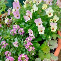 グレコマ,ビオラ,ビオレッタ,アリッサムシェリ　ピンク,寄せ植えの画像