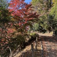 ムラサキシキブ,イチョウ,イロハモミジ,コウテイダリア,ヤマウルシの画像