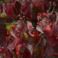 ハナミズキ,ハナミズキの実,アメリカヤマボウシ,ハナミズキ（花水木）,公園の画像