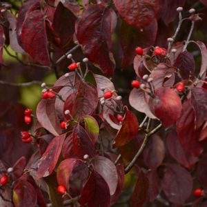 ハナミズキ,ハナミズキの実,アメリカヤマボウシ,ハナミズキ（花水木）,公園の画像