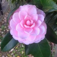 インパチェンス,サザンカ,サザンカ,トレニア,オトメツバキの画像