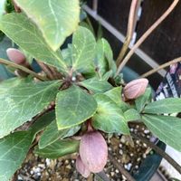 クリスマスローズ,セルリア,ネリネ,花のある暮らし,おうち園芸の画像