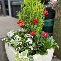 アリッサム,デージー,ゴールドクレストの画像