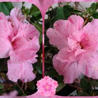 アザレア,ピンクワールド,SDGs,心に笑顔の花を,木曜は桃色の画像