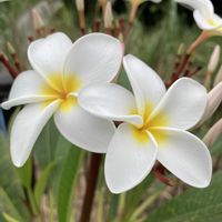 ハイビスカス,プルメリア,野菜,カランコエ ベニベンケイ,ホソバワダンの画像