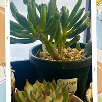 ゴーラム,ゴーラム,多肉多肉多肉,小さな幸せ♡,たにおたくらぶの画像