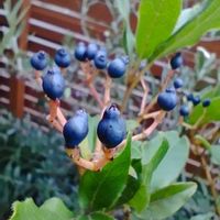 シンフォリカルポス,ナンテン,ナンテン,野ばらの実,野ばらの実の画像