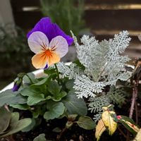 リシマキア,リシマキア,ビオラ,ビオラ,シルバーレースの画像