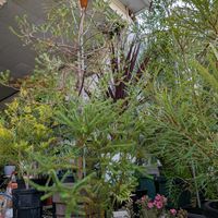 アカシア,コハウチワカエデ,バンクシア,レプトスペルマム,レプトスペルマムの画像