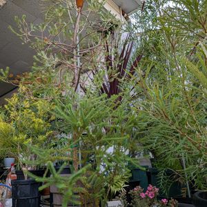 アカシア,コハウチワカエデ,バンクシア,レプトスペルマム,レプトスペルマムの画像