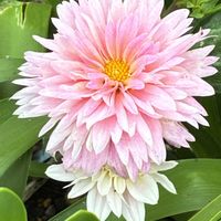 ジニア,ダリア,ダリア,フジバカマの画像