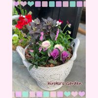 アジュガ,カルーナ ブルガリス,見元ビオラ ミルキーMIX,キンギョソウ　ミニチェリーコーラ,プラチナケールの画像