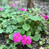 インパチェンス,鮮やか ,カラフル,Kays_gardenの画像