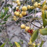 ヤシの木,オニノゲシ,コマツヨイグサ,トベラの実,オオイヌホオズキの画像