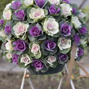 葉牡丹,花のある暮らし,ハンギングバスケット,スリットバスケット,ハンギングの画像