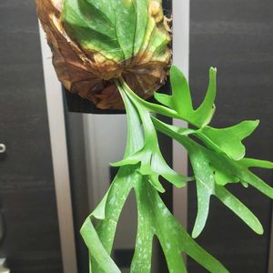 コウモリラン,ビカクシダ,ビカクシダ リドレイ,リドコロ,プラティセリウムの画像