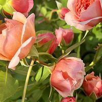 マリールイーズ・ドゥ・ラ・ラメー,鉢植え,バラ 鉢植え,花のある暮らし,GSのみなさんに感謝♡の画像