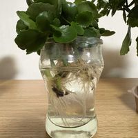 カランコエ,サンパラソル,多肉植物,べんけいそう科,水挿し芽の画像