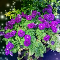 ロータスブリムストーン,リシマキア オーレア,プリムローズジャスミン　オーレア。,ポンポン咲くペチュニア小輪八重ブルー,寄せ植え大好きの画像