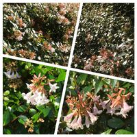 アベリア,イヌタデ,ヨモギ,ギシギシ,蝶 ヤマトシジミの画像