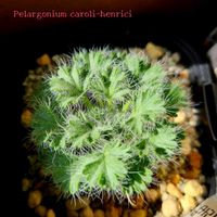 ペラルゴニウム,ペラルゴニウム　カロリヘンリキ,新蕎麦食べた,北アルプス雪化粧,多肉植物の画像