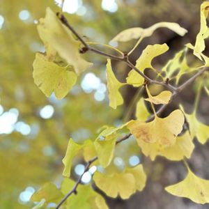 イチョウ,カツラ,甘い香り,秋の山,公園散歩の画像