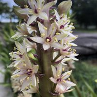 グズマニア,パイナップルリリー,センブリ﹙千振﹚の画像