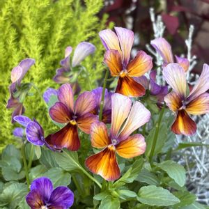 ビオラ,ビオラ アマゾネス,花のある暮らし,自宅にて,エントランスの画像