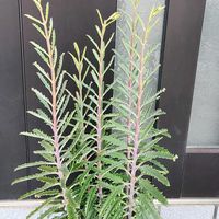 不死鳥,不死鳥,可愛い❤,子株が可愛い,蕾 つぼみの画像