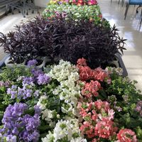 ガザニア,グレコマ,マトリカリア,ガーデンシクラメン,プリンセチアの画像