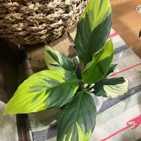 スパティフィラム,スパティフィラム　ピカソ,スパティフィラム　デリー ネオン,スパティフィラム　デリー ネオン,観葉植物の画像