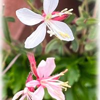 ガウラ,癒される,可愛らしい,花のある暮らしの画像