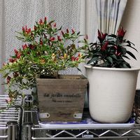 観賞用トウガラシ,悪魔の爪,魔除けの果実,植物のある暮らし,植中毒の画像